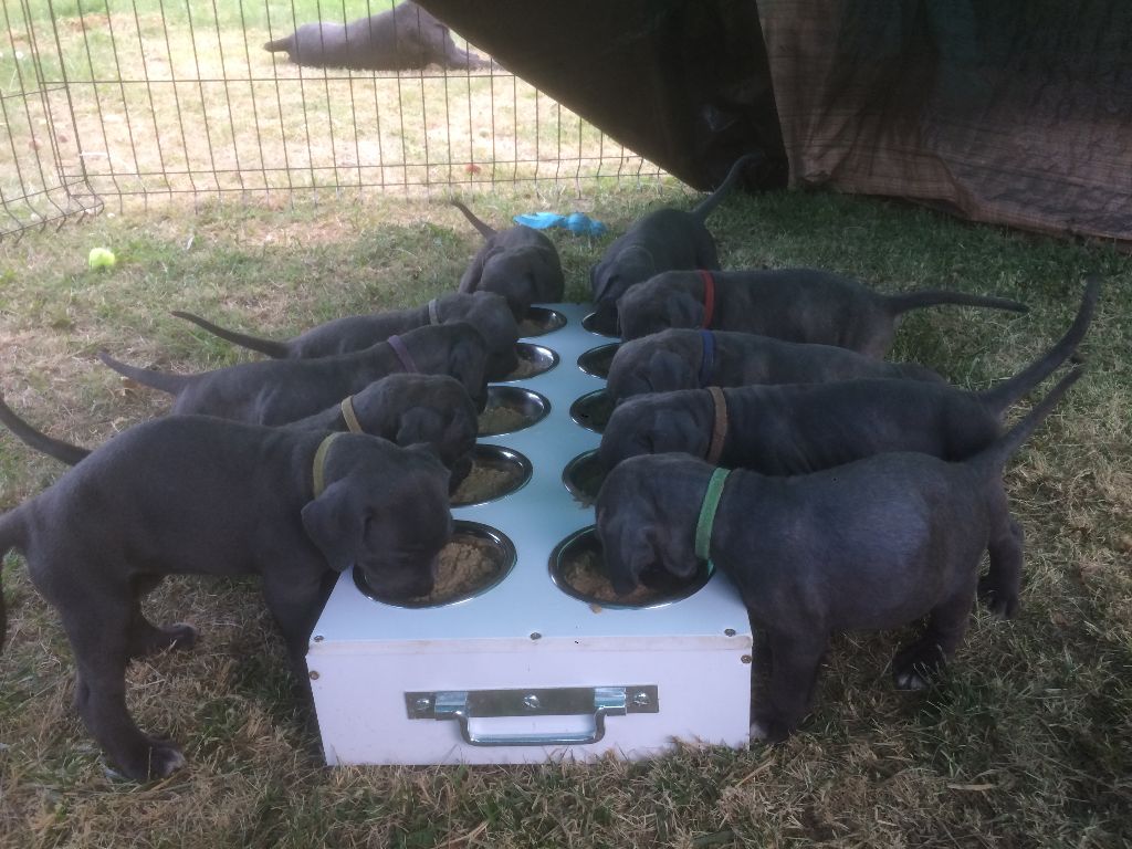 Des Gardiens d'Elitxi - Cane Corso - Portée née le 17/05/2017