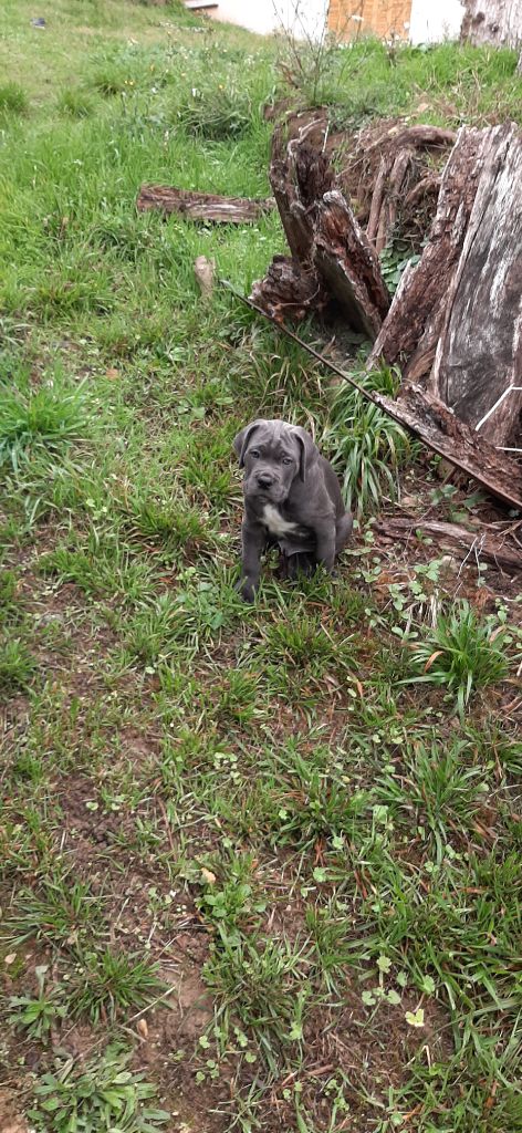 Des Gardiens d'Elitxi - Cane Corso - Portée née le 14/09/2020