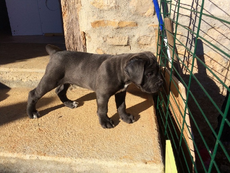 Des Gardiens d'Elitxi - Cane Corso - Portée née le 26/08/2016
